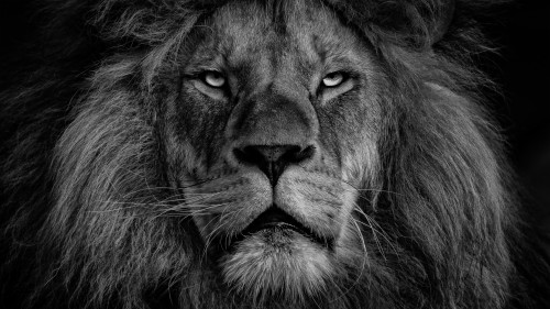 ライオンの壁紙 ライオン ヘア 野生動物 マサイライオン 黒と白 黒 ネコ科 モノクロ写真 陸生動物 Wallpaperkiss