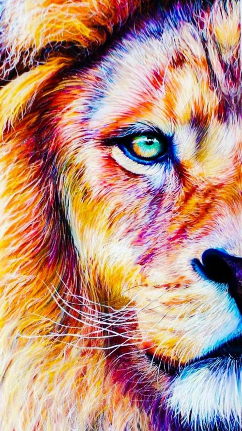ライオンの壁紙 ネコ科 ベンガルトラ ライオン 虎 大きな猫 野生動物 鼻 閉じる 眼 Wallpaperkiss