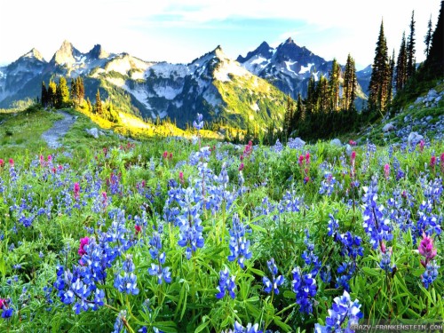 風景の壁紙 花 自然の風景 自然 工場 野草 牧草地 テキサスブルーボンネット 開花植物 Wallpaperkiss