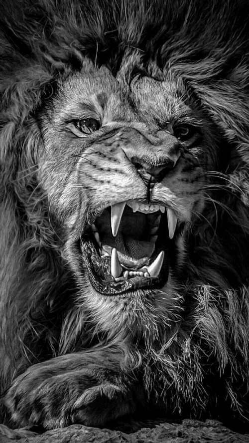 ライオンの壁紙 とどろく ライオン 黒と白 ネコ科 野生動物 大きな猫 鼻 マサイライオン モノクロ写真 Wallpaperkiss