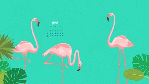 無料のデスクトップの壁紙 フラミンゴ オオフラミンゴ 鳥 水鳥 ピンク 図 工場 アート Wallpaperkiss