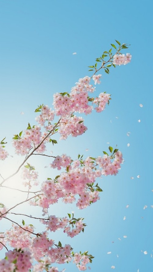 春の壁紙 花 花 桜の花 ピンク 春 工場 木 花弁 開花植物 Wallpaperkiss