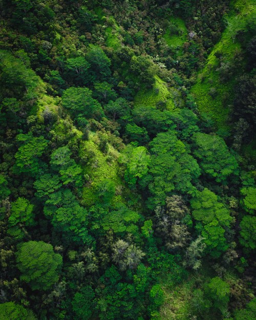 森の壁紙 緑 自然 自然の風景 森林 雨林 密林 Wallpaperkiss