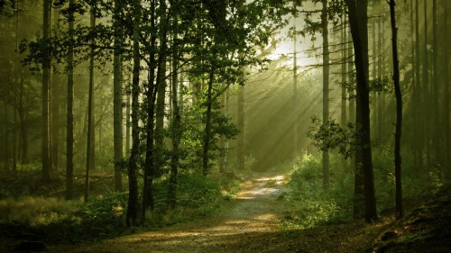 森の壁紙 森林 自然 自然の風景 森林 木 古い成長林 日光 Wallpaperkiss