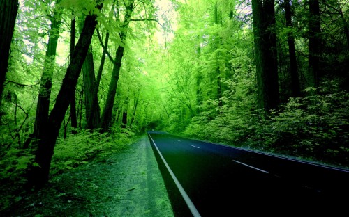 緑の壁紙 自然の風景 緑 自然 森林 木 古い成長林 Wallpaperkiss