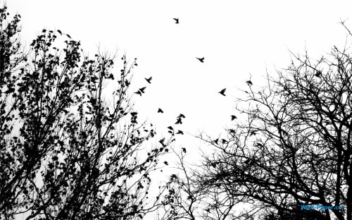 黒と白の壁紙 木 群れ 鳥 空 鳥の渡り 工場 黒と白 モノクロ写真 Wallpaperkiss