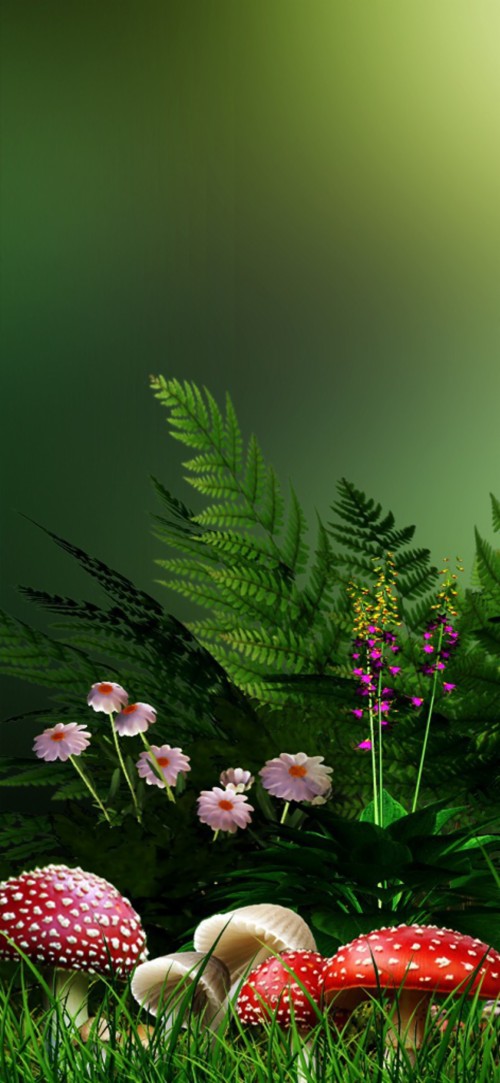 花の壁紙のhd 自然 花 緑 工場 草 開花植物 野草 アート アンスリウム Wallpaperkiss