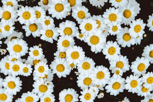 最高の花の壁紙のhd 花 ひまわり 空 黄 ひまわり 工場 開花植物 花弁 ヒマワリの種 Wallpaperkiss