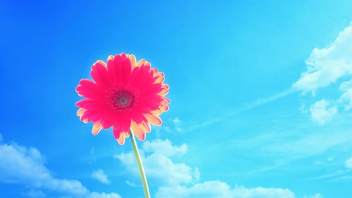壁紙自然花 空 昼間 花 青い 雲 ガーベラ 工場 ピンク 花弁 Wallpaperkiss