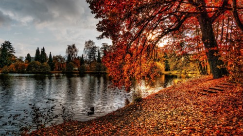 秋の壁紙 木 自然の風景 自然 葉 秋 木本 Wallpaperkiss