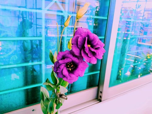 花の壁紙のhd 青い 花 緑 ピンク 紫の ターコイズ 工場 ティール 窓 Wallpaperkiss