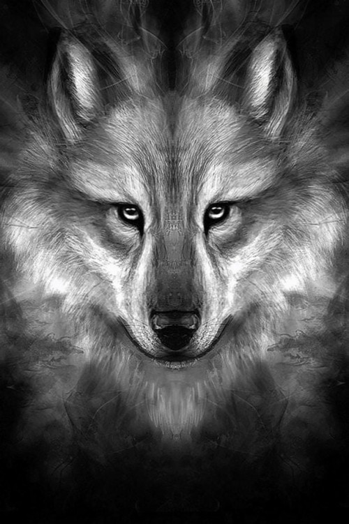 オオカミの壁紙 黒と白 野生動物 狼 モノクロ写真 鼻 モノクローム ひげ 闇 Wallpaperkiss
