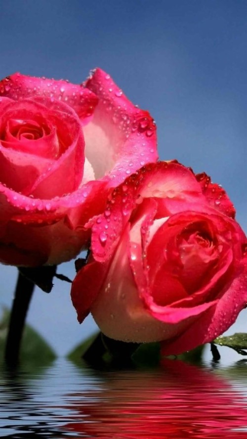 モバイルandroidの壁紙 花 庭のバラ 花弁 ピンク ローズ 赤 自然 ハイブリッドティーローズ フロリバンダ バラ科 Wallpaperkiss