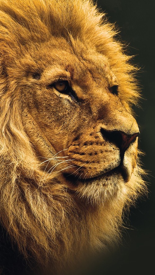 ライオンのhdの壁紙 ライオン 陸生動物 野生動物 マサイライオン ヘア ネコ科 大きな猫 鼻 Wallpaperkiss