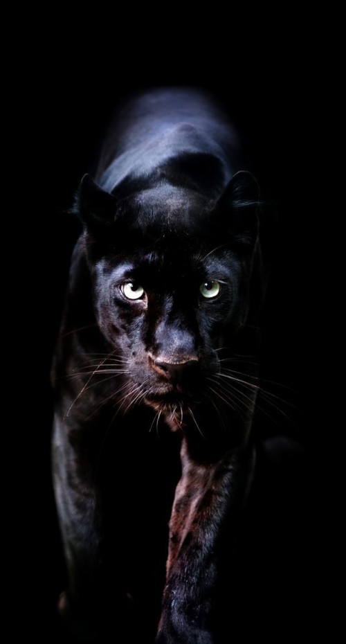 動物の壁紙のhd ネコ科 ひげ 黒猫 闇 鼻 ネコ ジャガー 大きな猫 中型から中型の猫 Wallpaperkiss
