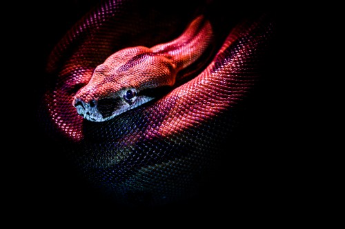 ヘビの壁紙 ボアコンストリクター Pythonファミリー Python ヘビ 爬虫類 闇 Wallpaperkiss