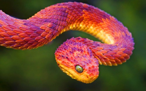 ヘビのhdの壁紙 ヘビ なめらかなヘビ 蛇 爬虫類 ボアコンストリクター Pythonファミリー Python Wallpaperkiss