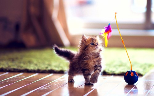 かわいい壁紙のhd ネコ ネコ科 中型から中型の猫 ひげ 子猫 演奏する メインクーン 毛皮 Wallpaperkiss