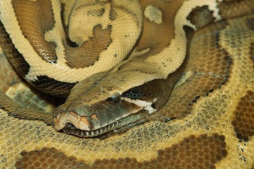 ヘビの壁紙 ヘビ 爬虫類 ボアコンストリクター Pythonファミリー Python ロックパイソン 蛇 Wallpaperkiss