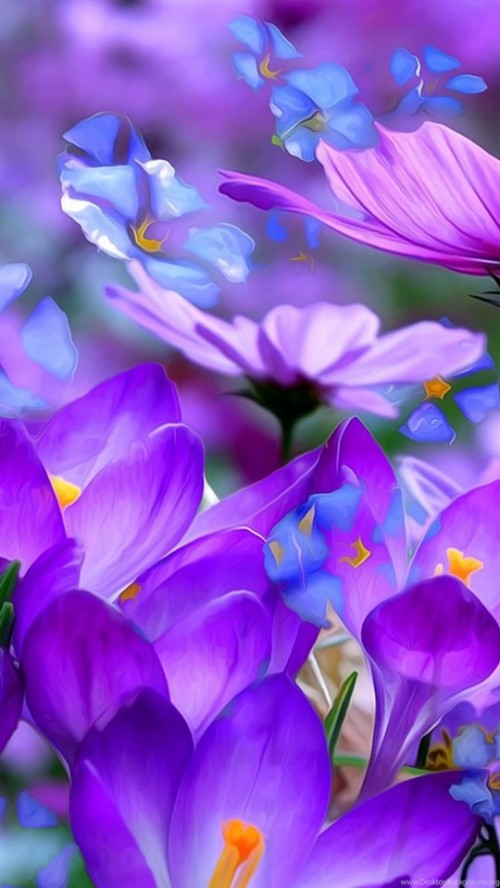 Androidモバイル用の壁紙hdダウンロード 花 開花植物 花弁 バイオレット 工場 紫の ライラック ラベンダー クロッカス 春 Wallpaperkiss