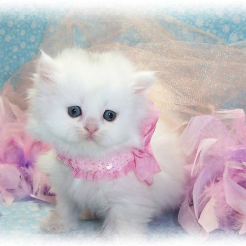 Fond D Ecran Lucu Chat Chats De Petite A Moyenne Taille Felides Rose Chaton Persan Moustaches Chat Des Forets Norvegiennes Wallpaperkiss