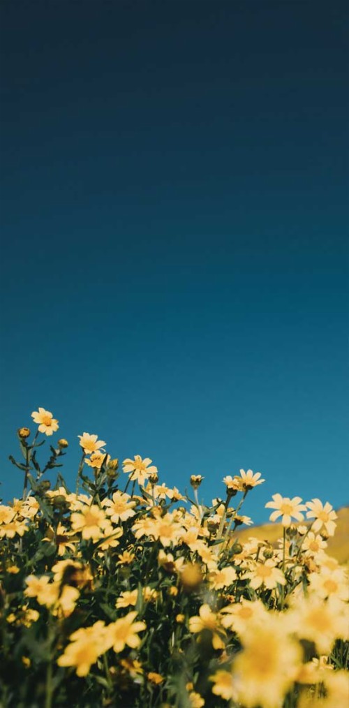 Flower Wallpaper Iphone Sky Blue Nature Flower Yellow Plant Daytime Natural Landscape Spring Wildflower Wallpaperkiss