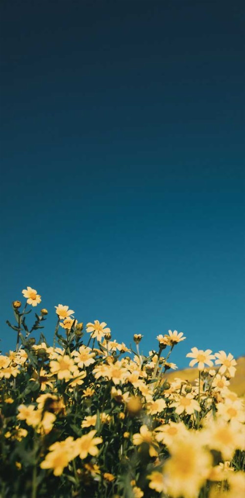 Flower Wallpaper Iphone Sky Blue Nature Flower Yellow Plant Daytime Natural Landscape Spring Wildflower 1046506 Wallpaperkiss