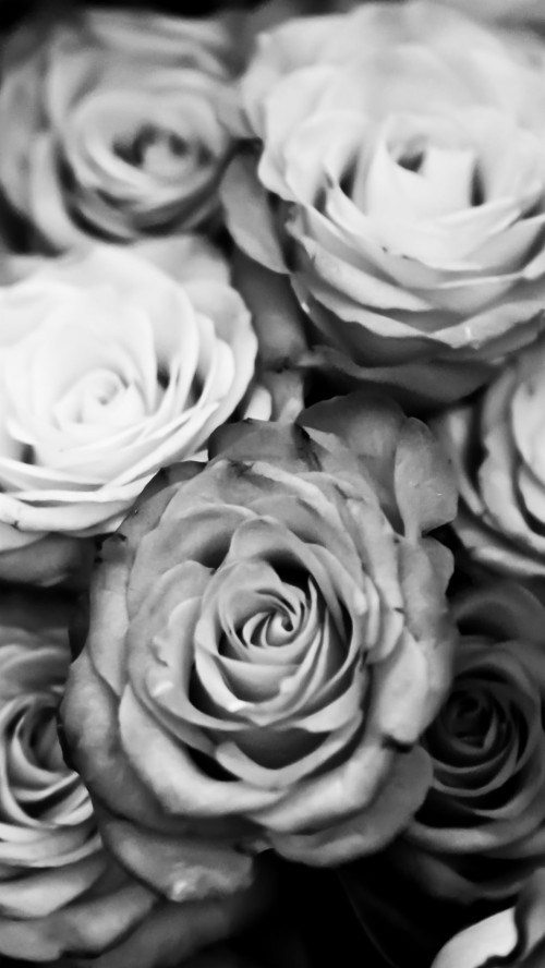 白いiphoneの壁紙 花 白い ローズ 庭のバラ モノクロ写真 花弁 黒と白 バラ科 花束 工場 Wallpaperkiss