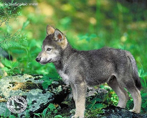 Photos De Bebe Fonds D Ecran Faune Loup Rouge Animal Terrestre Loup Coyote Renard Gris Wallpaperkiss