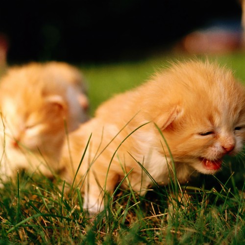 かわいい猫の壁紙 ネコ ネコ科 中型から中型の猫 草 ひげ 子猫 ペルシア語 鼻 Wallpaperkiss