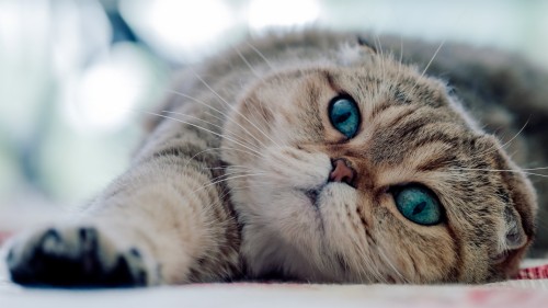 かわいい猫の壁紙 ネコ 中型から中型の猫 ひげ ネコ科 鼻 眼 ヨーロピアンショートヘア スコティッシュフォールド Wallpaperkiss