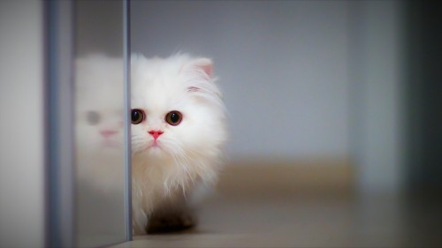 かわいい猫の壁紙 ネコ 中型から中型の猫 ひげ ネコ科 飼い猫 鼻 アジア人 子猫 Wallpaperkiss