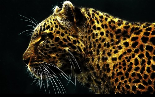 3dデスクトップの壁紙 陸生動物 野生動物 ひげ ヒョウ ジャガー ネコ科 鼻 大きな猫 アフリカのヒョウ Wallpaperkiss