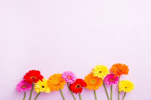 花のデスクトップの壁紙 花 開花植物 ガーベラ 黄 切り花 工場 バーバートンデイジー 造花 花弁 野草 Wallpaperkiss