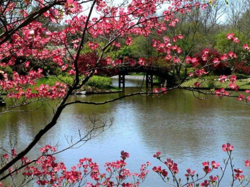 無料春の壁紙 花 工場 自然 木 花 春 桜の花 自然の風景 木本 Wallpaperkiss