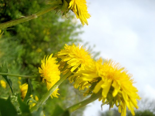 フルhdの花の壁紙 花 開花植物 黄 タンポポ 工場 タンポポ 空 アザミをまく 昼間 春 Wallpaperkiss