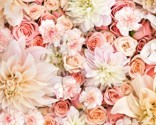 ピンクの花の壁紙 花 開花植物 花弁 工場 ピンク バラ科 椿サザンカ 春 日本の椿 Wallpaperkiss