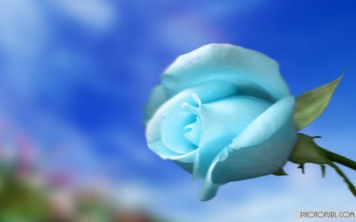 フルhdの花の壁紙 青い 青いバラ 花 花弁 ローズ バラ科 工場 空 開花植物 Wallpaperkiss