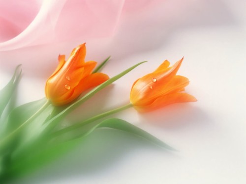 美しい花のhdの壁紙 オレンジ 花 閉じる 花弁 工場 黄 マクロ撮影 葉 開花植物 Wallpaperkiss