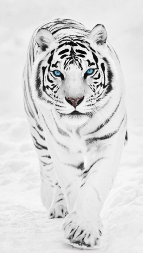 Tigre Fond D Ecran Hd Tigre Tigre Du Bengale Faune Noir Felides Moustaches Tigre De Siberie Animal Terrestre Noir Et Blanc Wallpaperkiss
