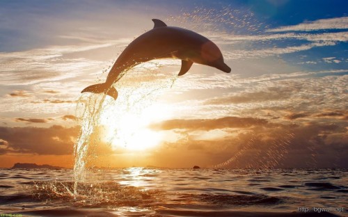 イルカの壁紙 イルカ バンドウイルカ 一般的なバンドウイルカ ジャンピング 短いくちばしの一般的なイルカ 海洋哺乳類 空 水 スピナーイルカ Wallpaperkiss