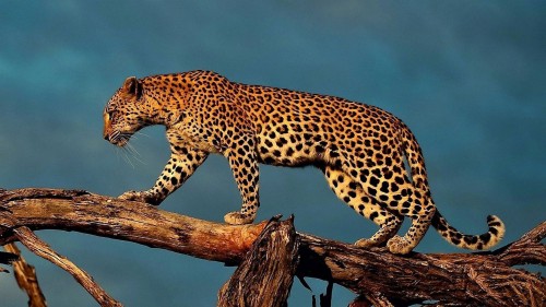 ヒョウの壁紙 陸生動物 野生動物 ヒョウ ジャガー ネコ科 チーター 大きな猫 アフリカのヒョウ Wallpaperkiss