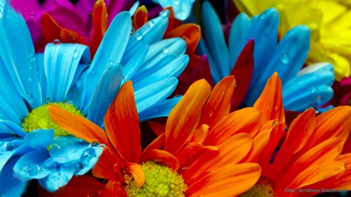 花の壁紙のhdダウンロード無料 バーバートンデイジー 花 花弁 青い オレンジ ガーベラ 赤 黄 工場 閉じる Wallpaperkiss