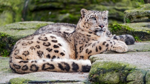 ユキヒョウの壁紙 陸生動物 野生動物 ヒョウ ユキヒョウ ネコ科 大きな猫 ひげ Wallpaperkiss