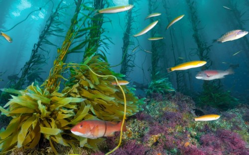リーフの壁紙 魚 ハコフグとハコフグ カウフィッシュ 海洋生物学 魚 緑のフグ たばこ 水中 Wallpaperkiss