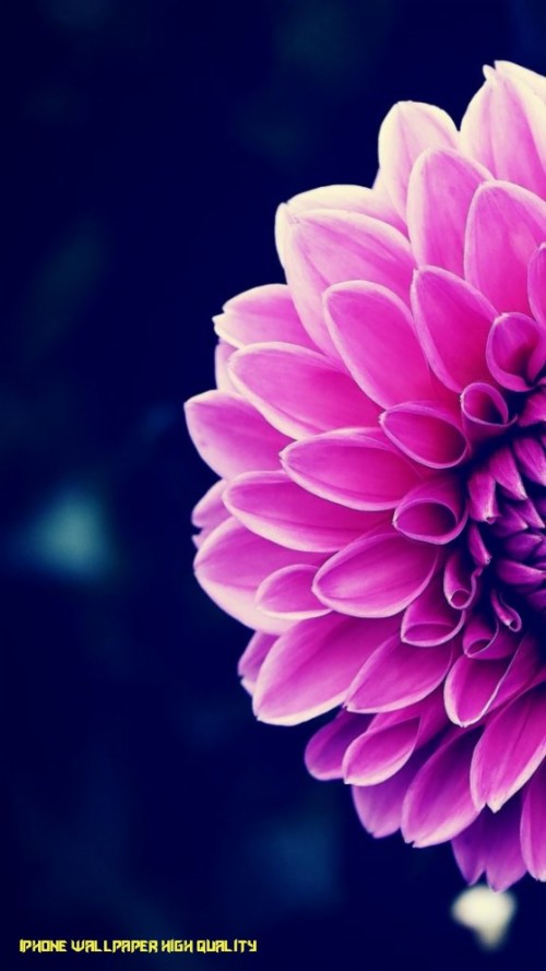 Iphoneの壁紙高品質 花弁 ピンク 花 紫の バイオレット 工場 ダリア 空 開花植物 マクロ撮影 Wallpaperkiss