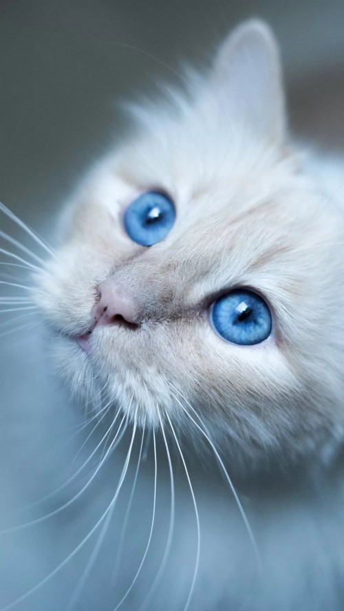 猫壁紙iphone ネコ ひげ 中型から中型の猫 ネコ科 鼻 眼 Wallpaperkiss