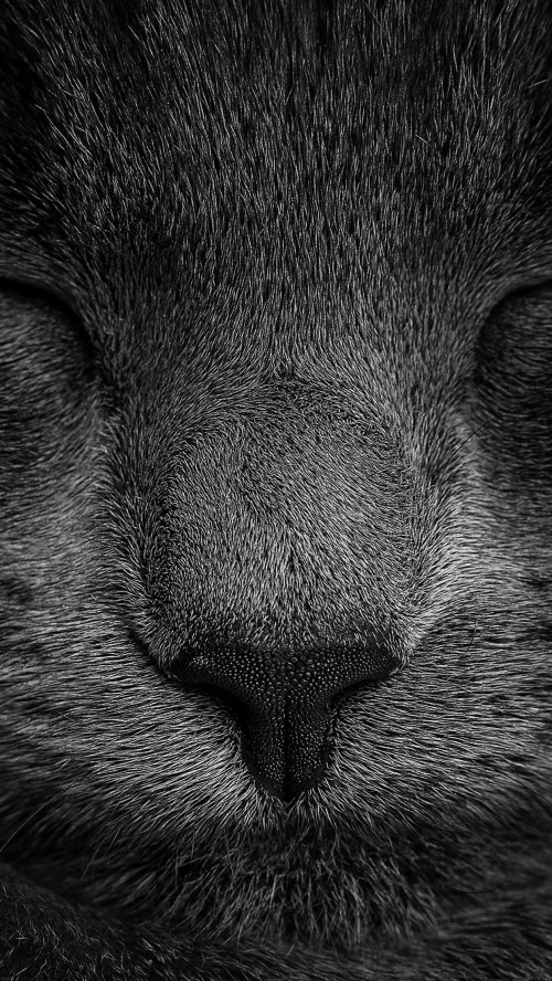 猫壁紙iphone ひげ ネコ ネコ科 黒 鼻 閉じる 中型から中型の猫 眼 黒と白 Wallpaperkiss