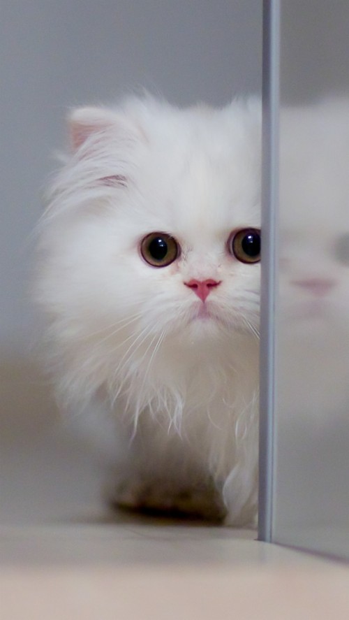 猫壁紙iphone ネコ 中型から中型の猫 ネコ科 ひげ ペルシア語 眼 イギリスの長髪 Wallpaperkiss