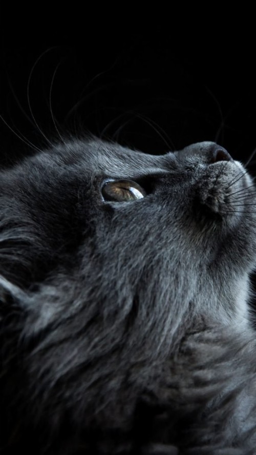 猫壁紙iphone ネコ 黒猫 ネコ科 ひげ 中型から中型の猫 鼻 ノルウェージャンフォレストキャット 黒と白 Wallpaperkiss